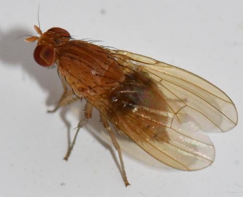 Réf. 329 969 : Sapromyzosoma quadricincta